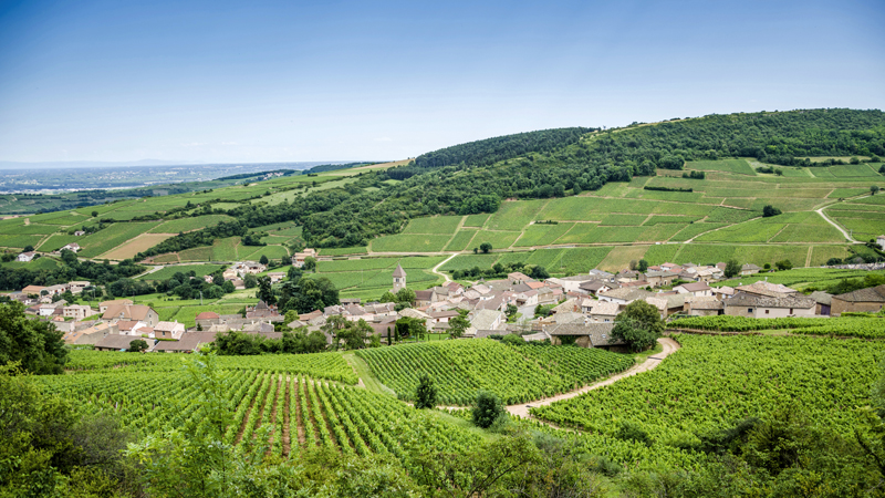 Burgundy-Vineyard-800